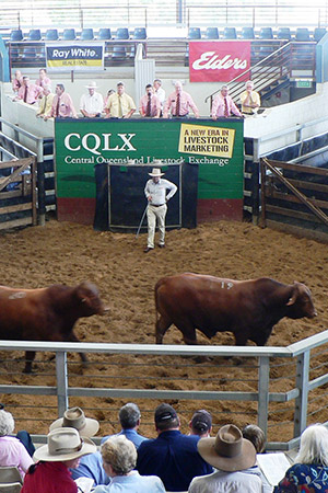 CRB Sale 2010 Stephen Duff in ring with bulls