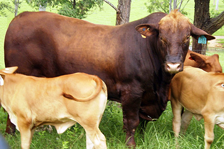 Cattle DUF Herd Bull with mob